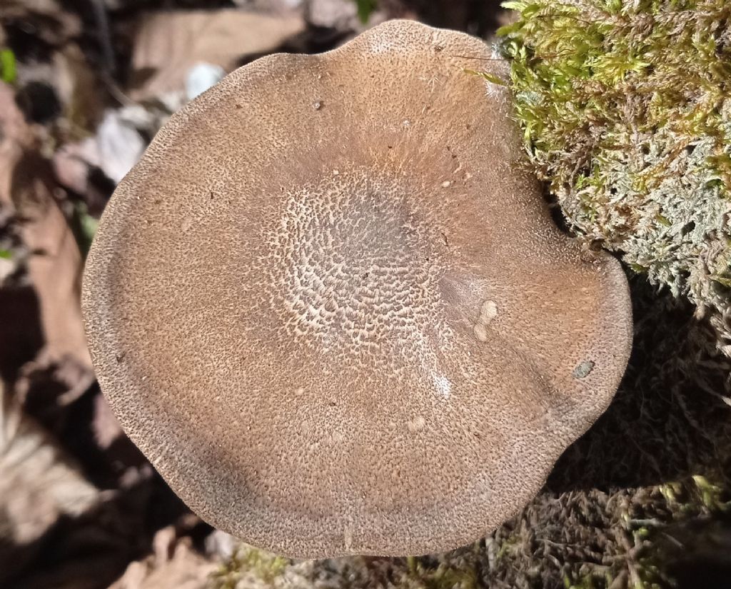 forse: Lentinus substrictus